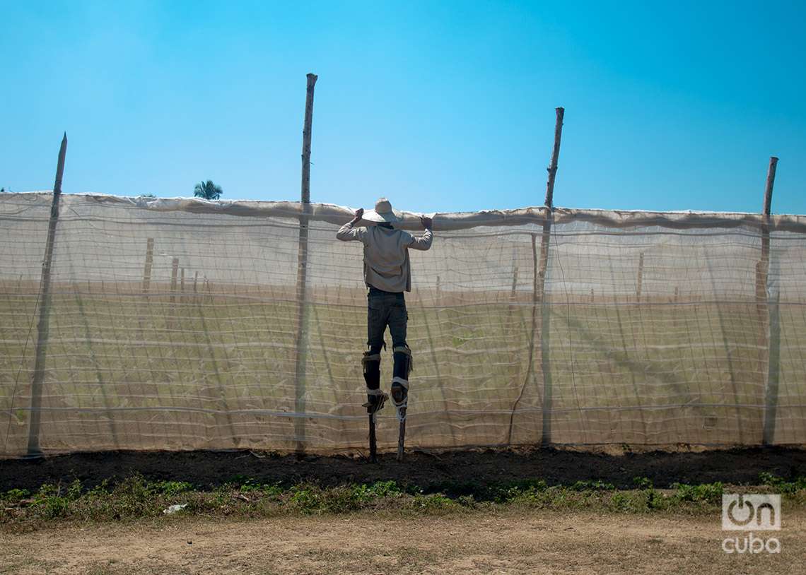 Un zanquero acomoda la tela que cubre un cultivo de tabaco tapado para la fabricación de Habanos, en Pinar del Río. Foto: Otmaro Rodríguez.