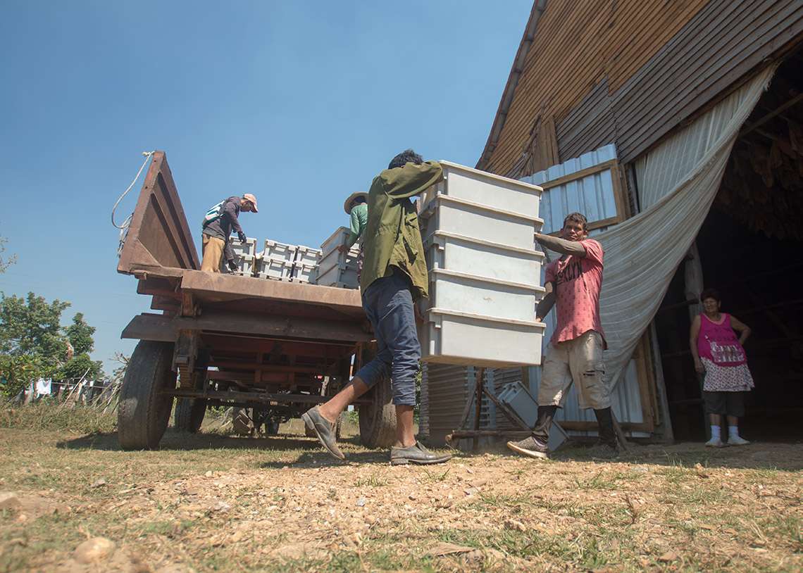 Trabajadores descargan hojas de tabaco en una casa de cura, procedentes de la zona de cultivo en Pinar del Río. Foto: Otmaro Rodríguez.