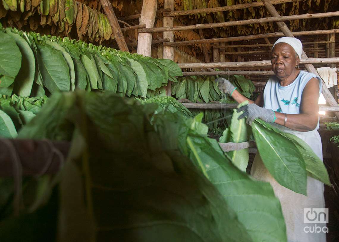 Trabajadora ensarta las hojas de tabaco y las cuelga en cujes. Foto: Otmaro Rodríguez.