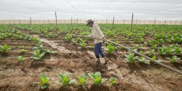 Cultivo de tabaco tapado para la fabricación de Habanos, en Pinar del Río. Foto: Otmaro Rodríguez.