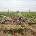 Cultivo de tabaco tapado para la fabricación de Habanos, en Pinar del Río. Foto: Otmaro Rodríguez.