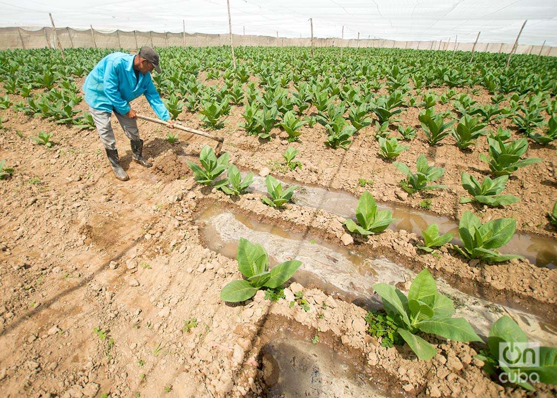 Cultivo de tabaco tapado para la fabricación de Habanos, en Pinar del Río. Foto: Otmaro Rodríguez.