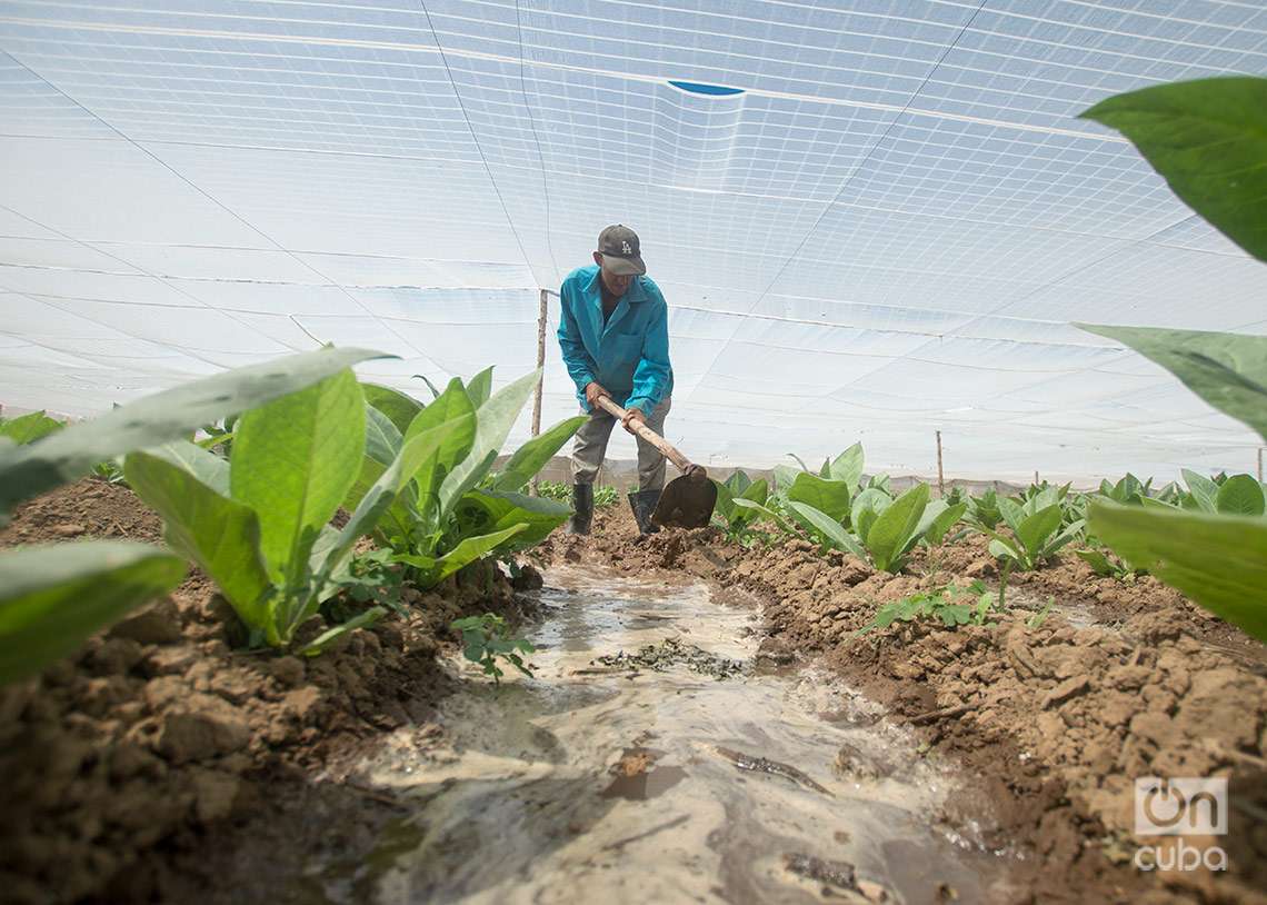 Cultivo de tabaco tapado para la fabricación de Habanos, en Pinar del Río. Foto: Otmaro Rodríguez.