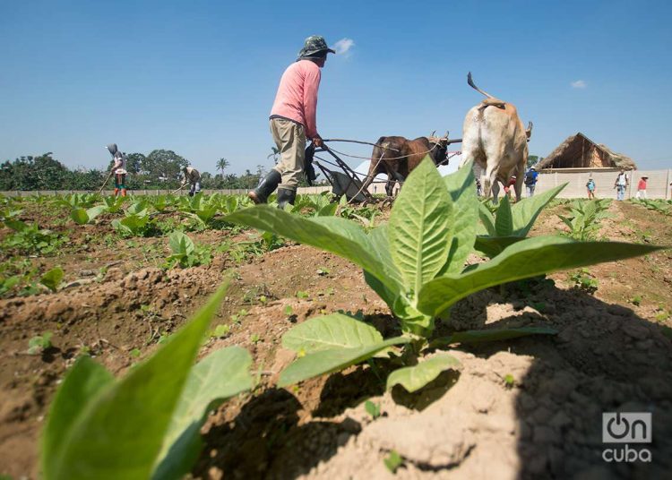 Cultivo de tabaco para la fabricación de Habanos, en Pinar del Río. Foto: Otmaro Rodríguez.