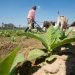 Cultivo de tabaco para la fabricación de Habanos, en Pinar del Río. Foto: Otmaro Rodríguez.