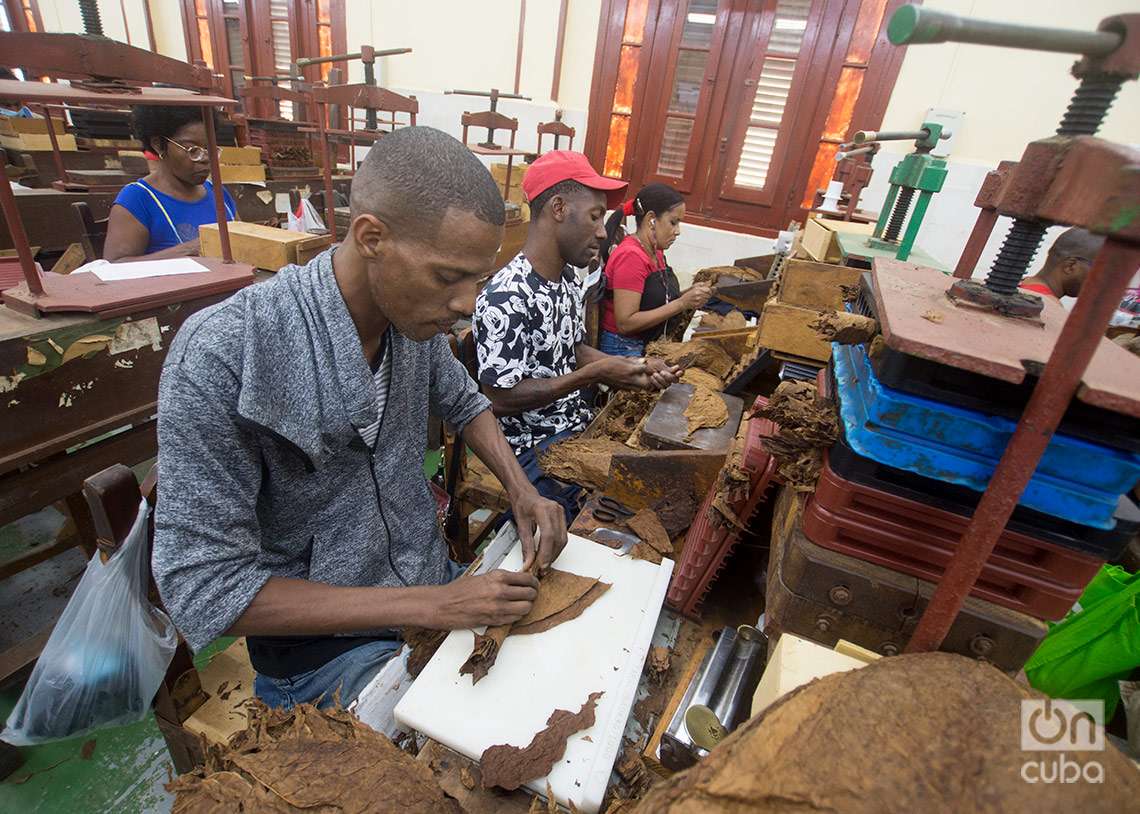 Torcedores de tabaco, fábrica de la marca de Habanos Partagás, en La Habana. Foto: Otmaro Rodríguez.