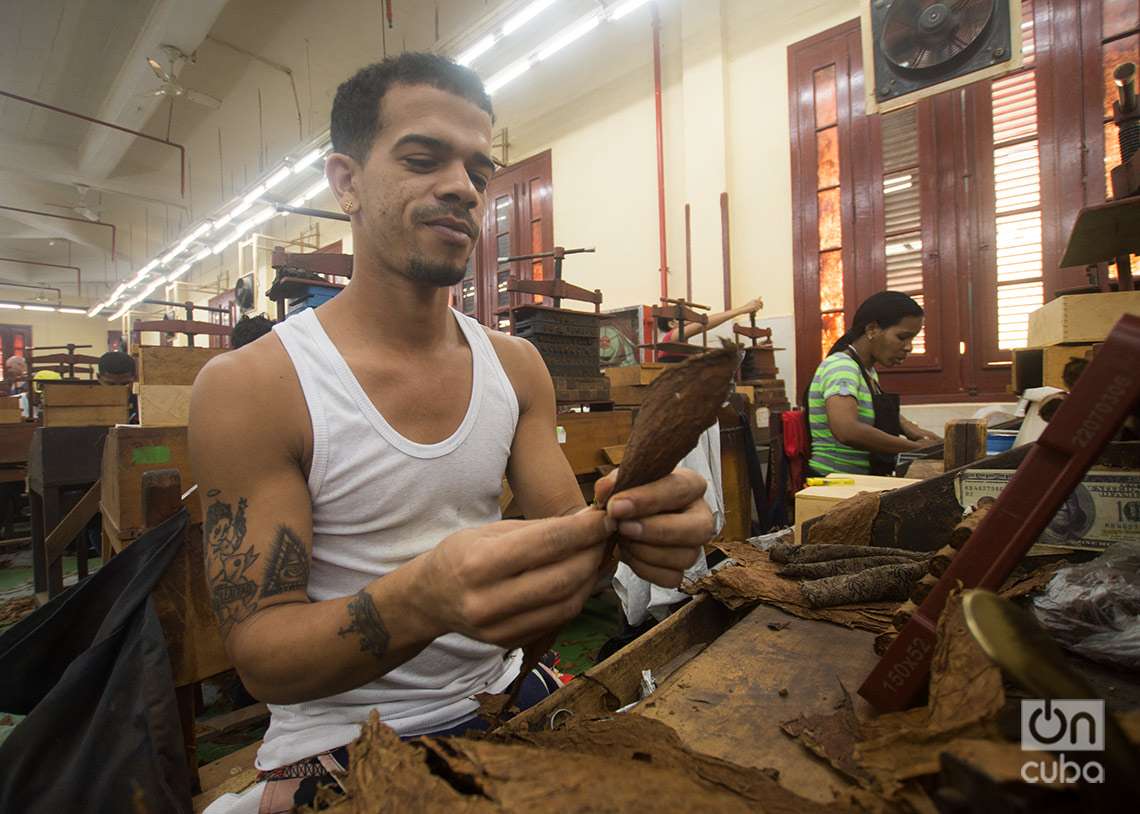 Torcedores de tabaco, fábrica de la marca de Habanos Partagás, en La Habana. Foto: Otmaro Rodríguez.