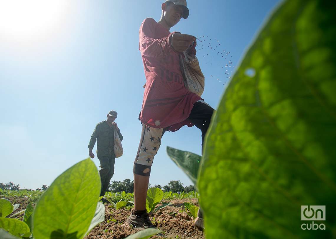 Cultivo de tabaco para la fabricación de Habanos, en Pinar del Río. Foto: Otmaro Rodríguez.