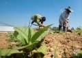 Cultivo de tabaco para la fabricación de Habanos, en Pinar del Río. Foto: Otmaro Rodríguez.