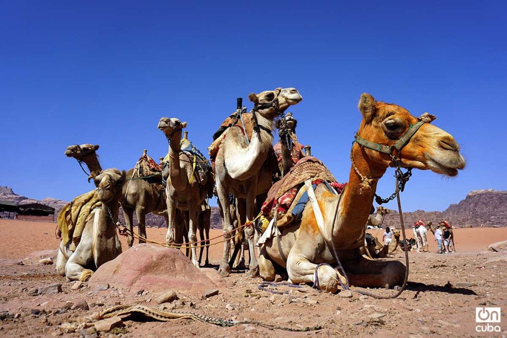 Camellos descansando. Foto: Alejandro Ernesto.
