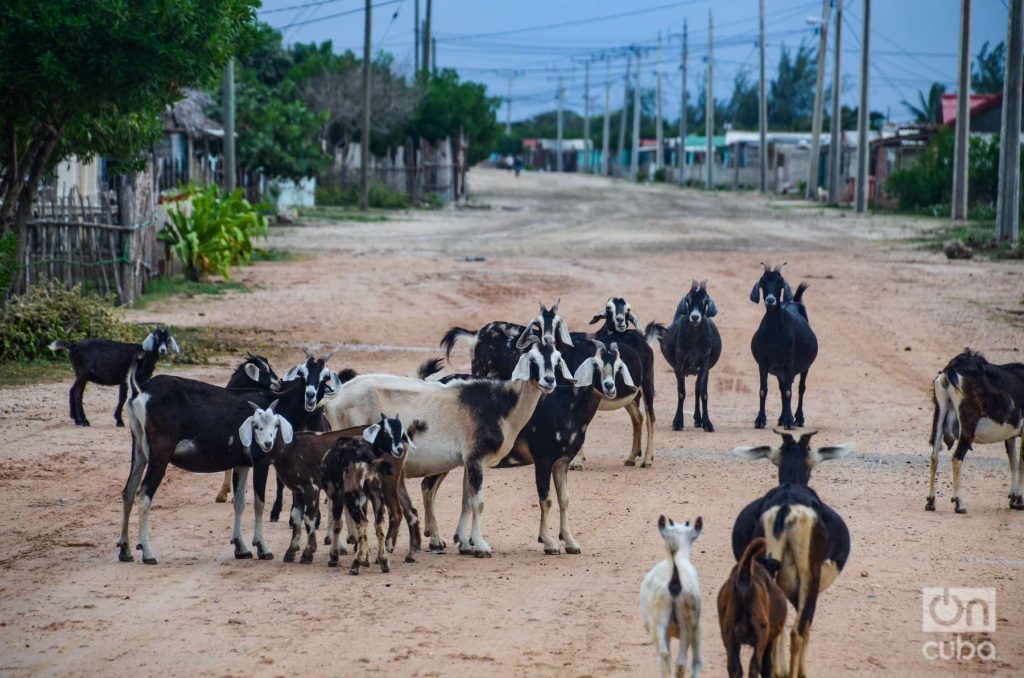 Un rebaño de chivos por los caminos de Caletones. Foto: Kaloian.