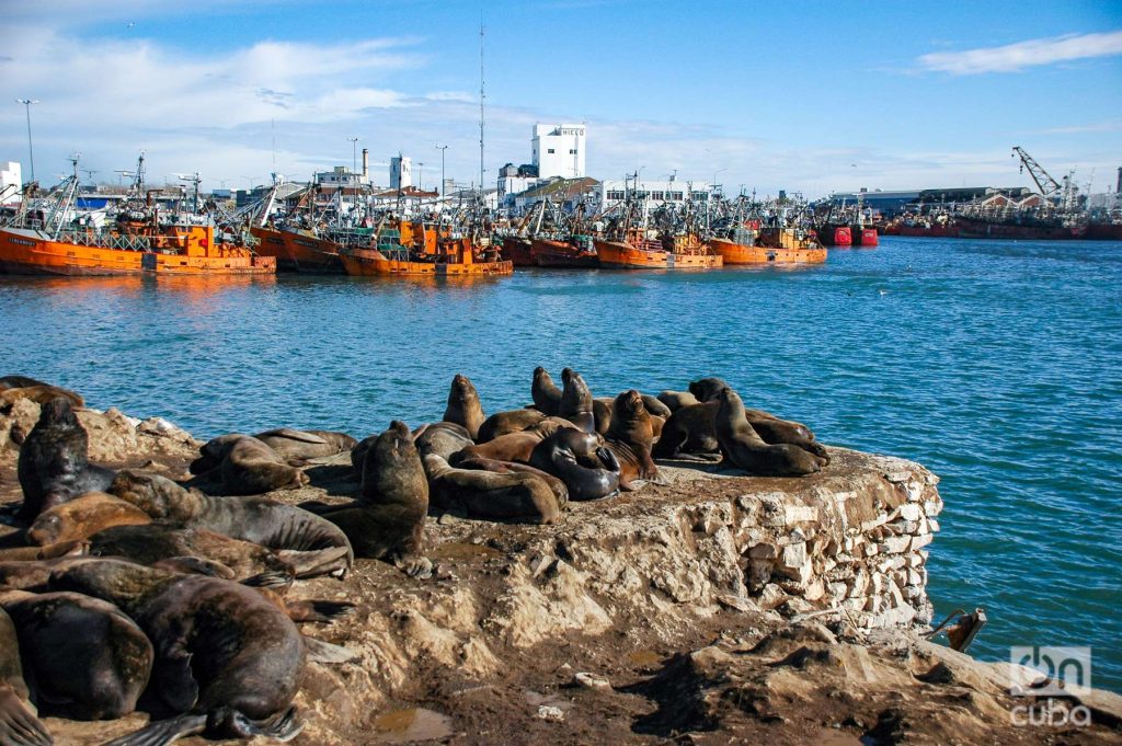 Paseo marítimo de Mar del Plata. Foto: Kaloian.