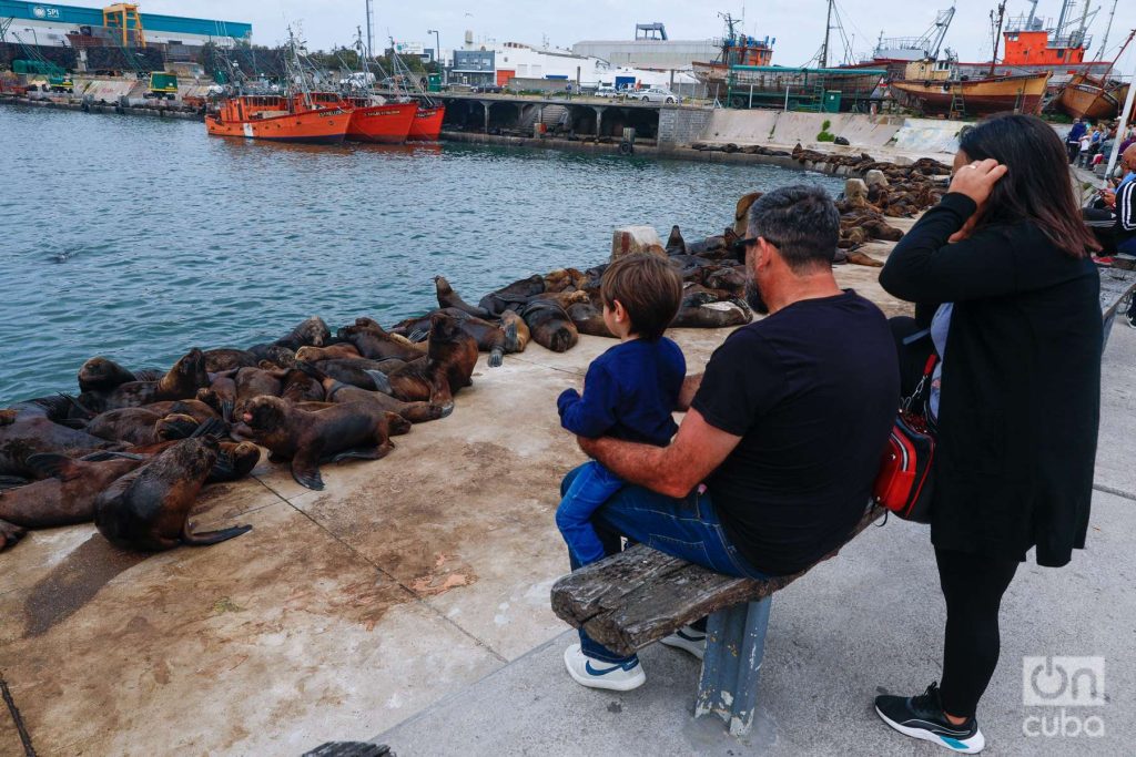 Turistas observan de cerca a los lobos marinos en Mar del Plata. Foto: Kaloian.