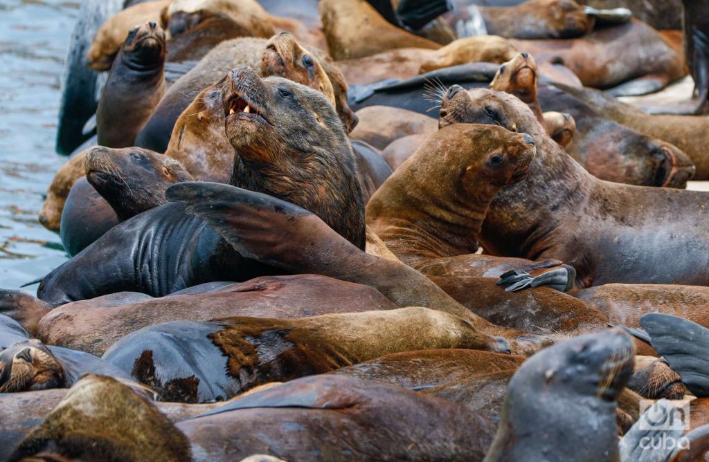 En el muelle, unos encima de otros. Foto: Kaloian.