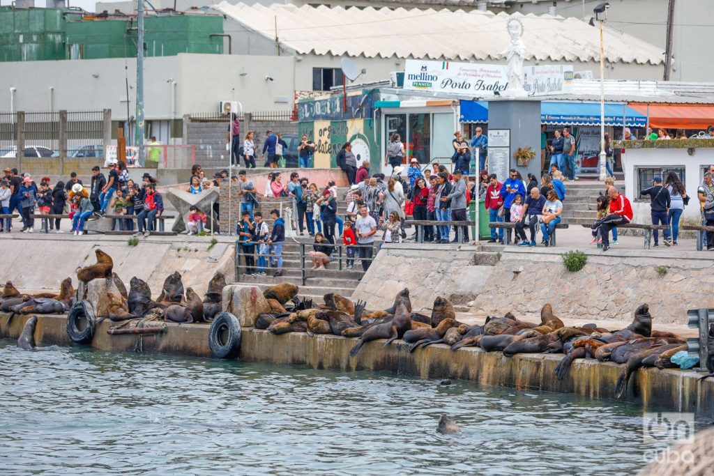 Lobos marinos en un área del paseo marítimo de Mar del Plata. Foto: Kaloian.