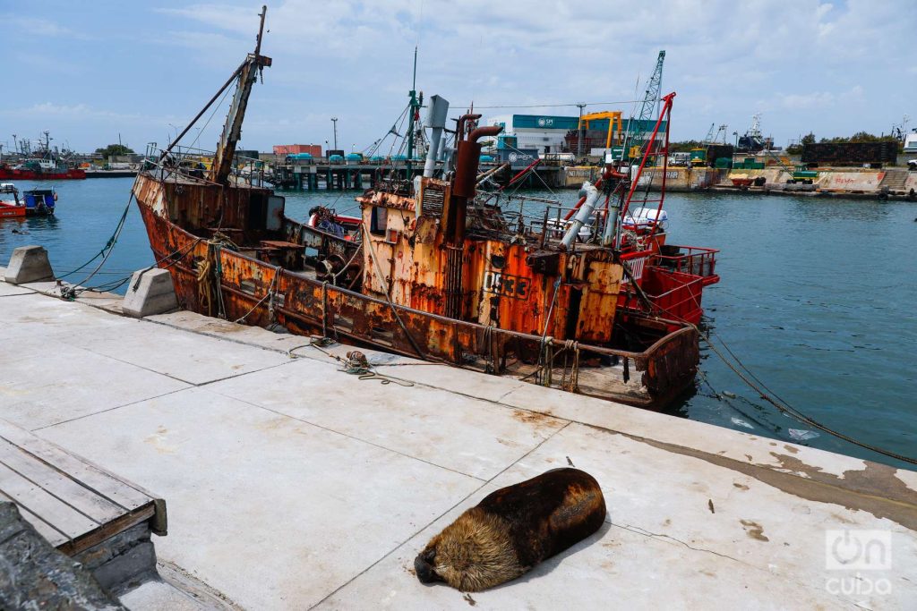 Un lobo marino en plena siesta en medio del puerto. Foto: Kaloian.