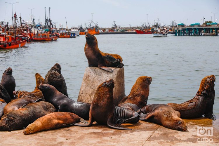 Lobos marinos en el muelle. Mar del Plata. Foto: Kaloian.