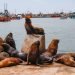 Lobos marinos en el muelle. Mar del Plata. Foto: Kaloian.