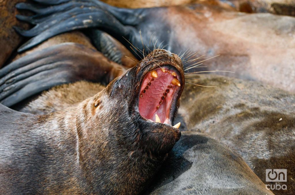 Es impresionante la cabeza, la mandíbula fuerte y los dientes afilados. Foto: Kaloian.