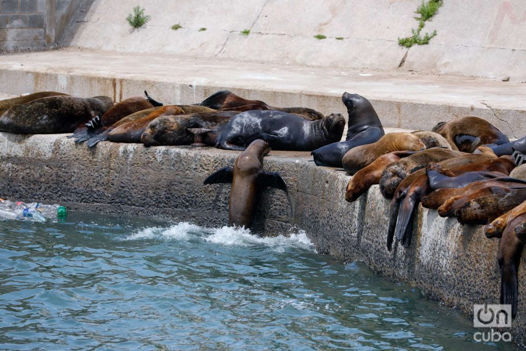 Lobos marinos en el puerto de Mar del Plata. Foto: Kaloian.