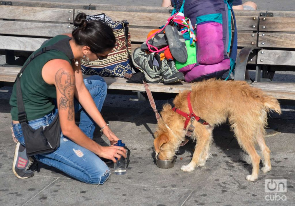 Un alto en el paseo y agua para el perrito. Foto: Kaloian.
