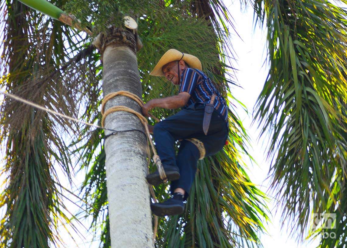 Desmochador de palmas, en Remedios. Foto: Otmaro Rodríguez.