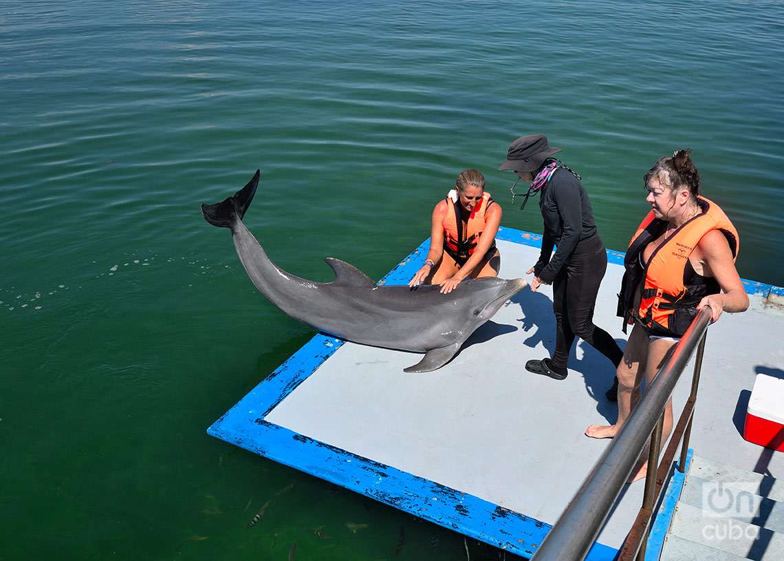Un delfín con su entrenador y otras personas, en el Delfinario de Cayo Santa María, en Villa Clara. Foto: Otmaro Rodríguez.