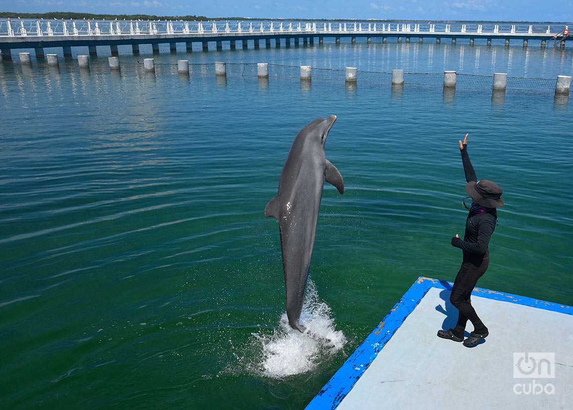 Un delfín sigue las órdenes de su entrenador, en el Delfinario de Cayo Santa María, en Villa Clara. Foto: Otmaro Rodríguez.
