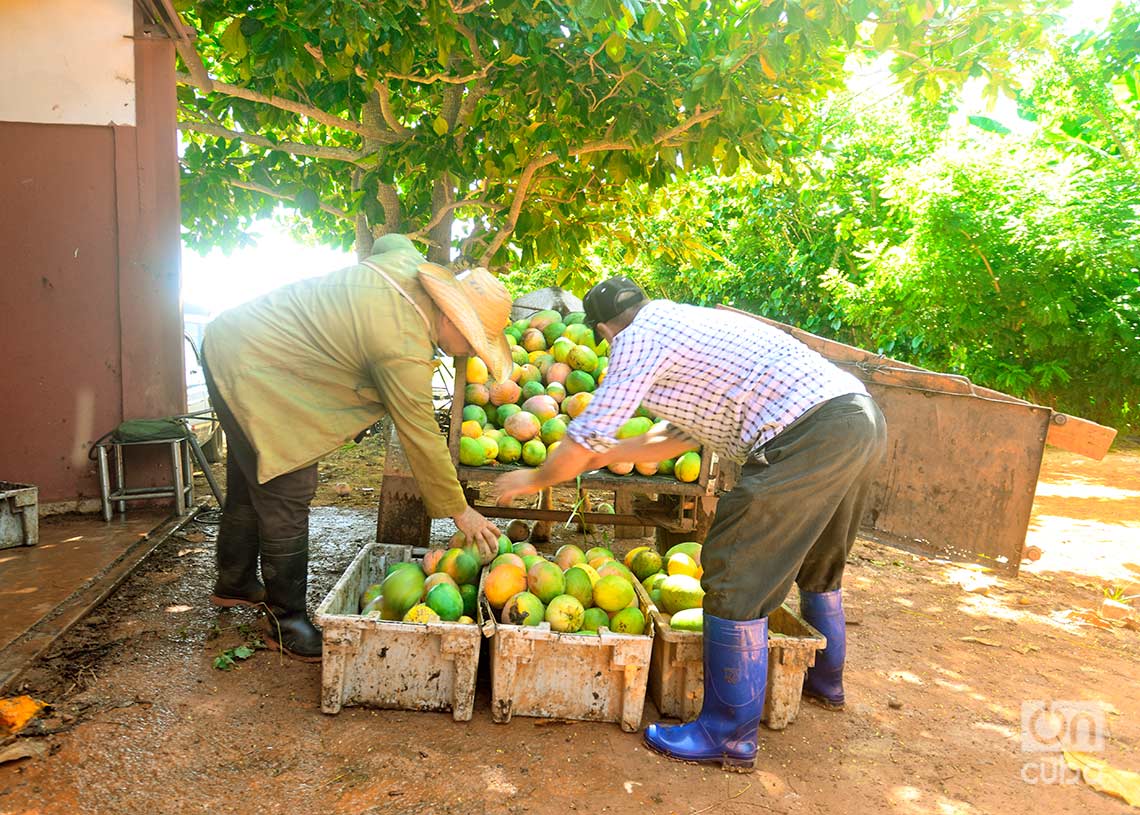 Selección de mangos para su procesamiento en la finca San Juan El Brujo, provincia Artemisa. Foto: Otmaro Rodríguez.