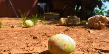 Mangos de la finca San Juan El Brujo, en la provincia de Artemisa. Foto: Otmaro Rodríguez.