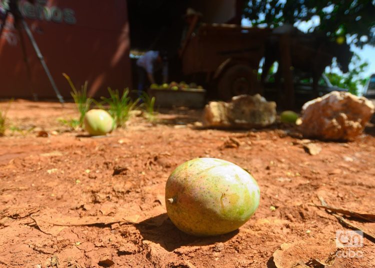 Mangos de la finca San Juan El Brujo, en la provincia de Artemisa. Foto: Otmaro Rodríguez.