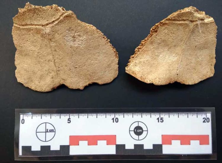 Restos fósiles de tortuga terrestre gigante encontrados en Gibara, Holguín. Foto: Anay Kamela Cruz Dubrosky / Periódico ¡ahora!