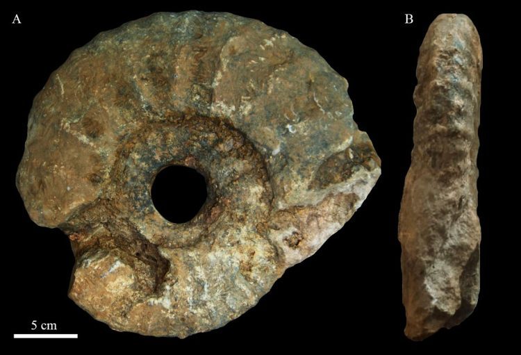 Imagen de un ammonite colectado  en Cienfuegos, durante expediciones arqueológicas anteriores. Foto: Yasmani Ceballos Izquierdo/Facebook.