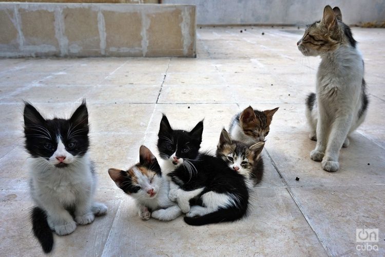 La única foto que pude hacer de la familia completa. Foto: Alejandro Ernesto.