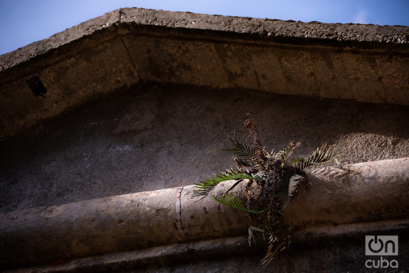 Esta planta silvestre va brotando de la piedra, ajena al tiempo. Foto: Jorge Ricardo.
