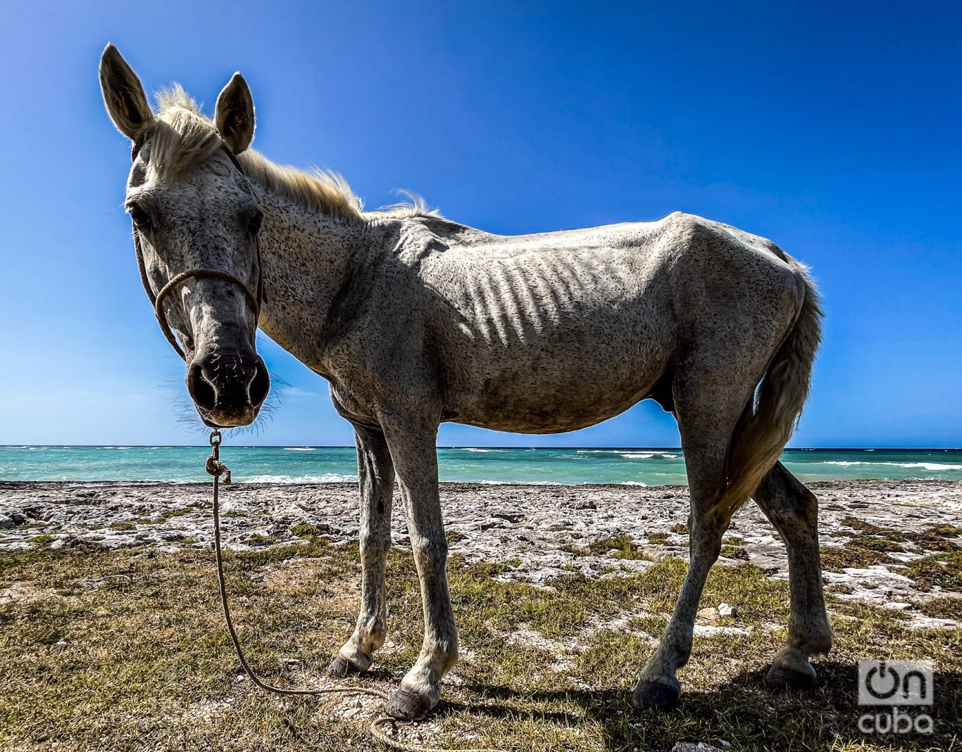  La vida media de un caballo oscila entre 20 y 30 años. Aquellos destinados a transportar pasajeros en los coches no pasan de los tres lustros y tienen vidas muy sufridas. Foto: Kaloian.
