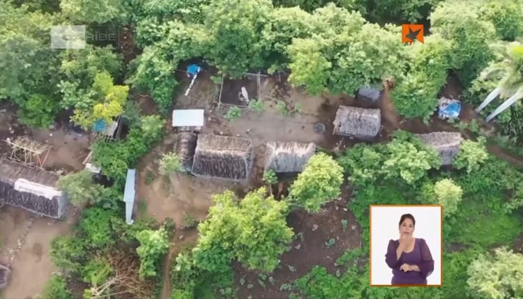 Vista de un sembrado de Marihuana en Cuba. Foto: captura de pantalla programa Mesa Redonda.