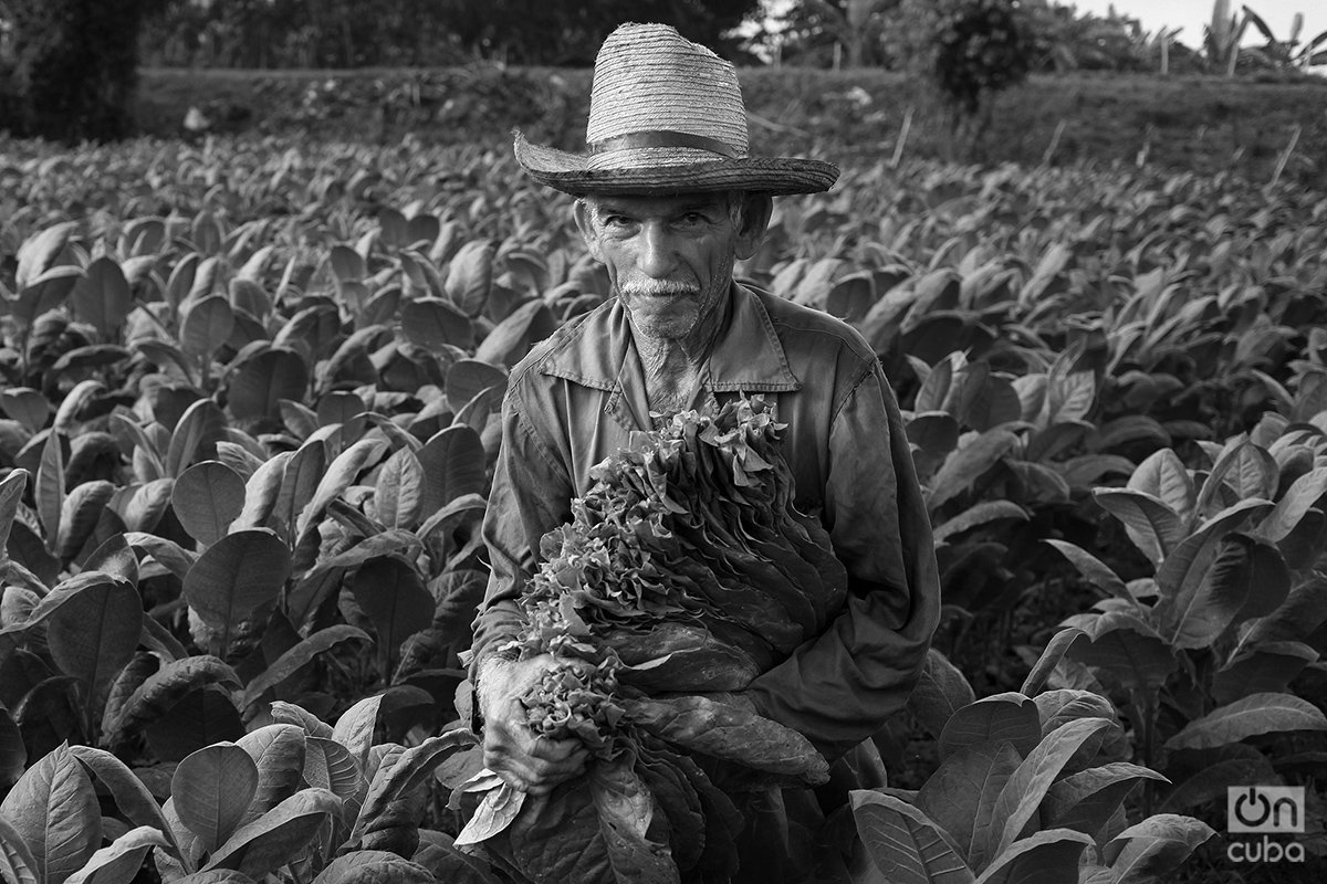 Cosecha en Pinar del Río. Foto: Alejandro Ernesto.