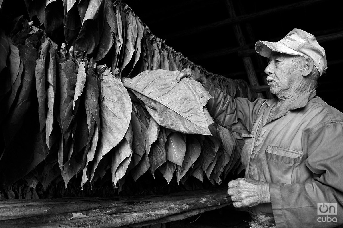 En la vega. Pinar del Río. Foto: Alejandro Ernesto.