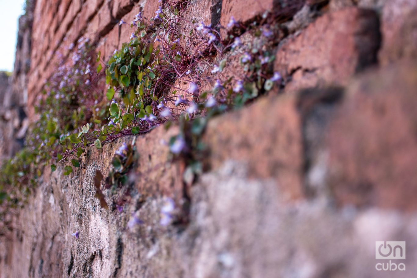 Los ladrillos a la vista y las plantas que brotan es un detalle recurrente en las calles del barrio histórico de Colonia de Sacramento. Foto: Kaloian.
