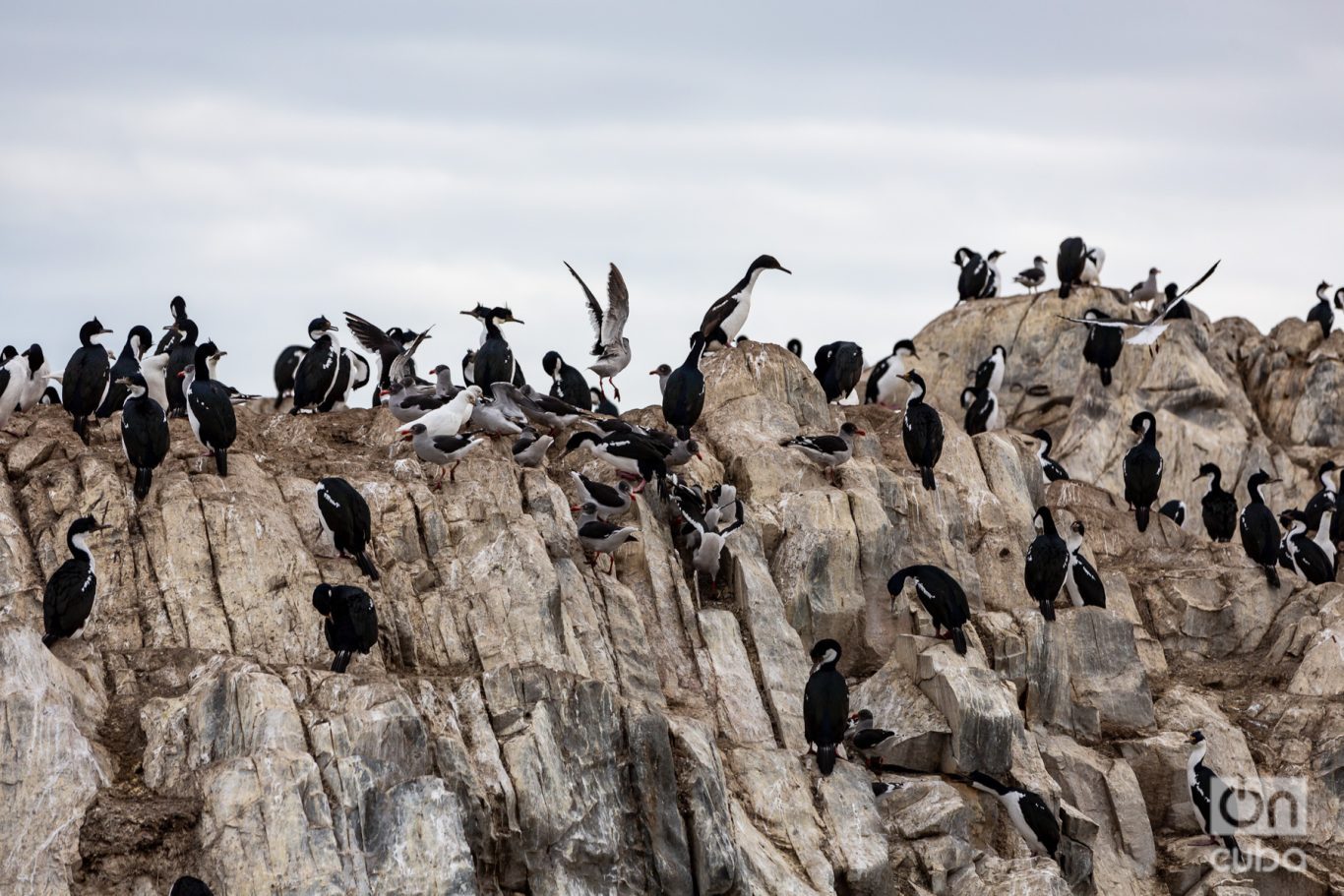Aves marinas en el islote de piedra donde se alza el faro Les Eclaireurs. Foto: Kaloian.
