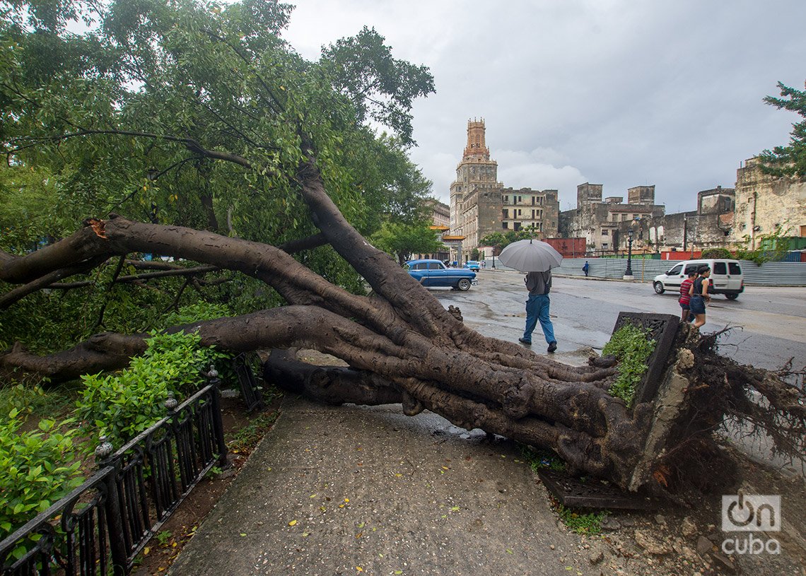 Árbol caído en La Habana luego de las recientes lluvias y tormentas. Foto: Otmaro Rodríguez.