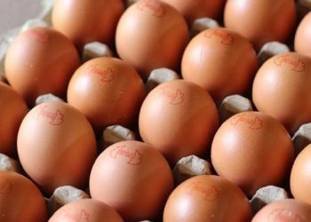 Colombia comenzará a exportar huevos frescos a Cuba. Foto: Tomada de Agronegocios.