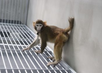 El mono rhesus clonado con células somáticas tomada a los 17 meses. . Foto: Zhaodi Liao et al./ Nature Communications/EFE.