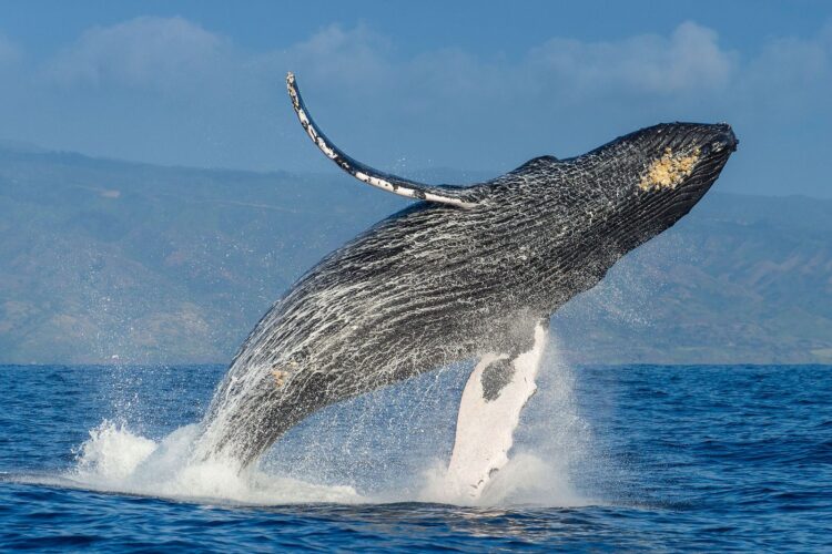 Ballena jorobada. Foto. National Geographic