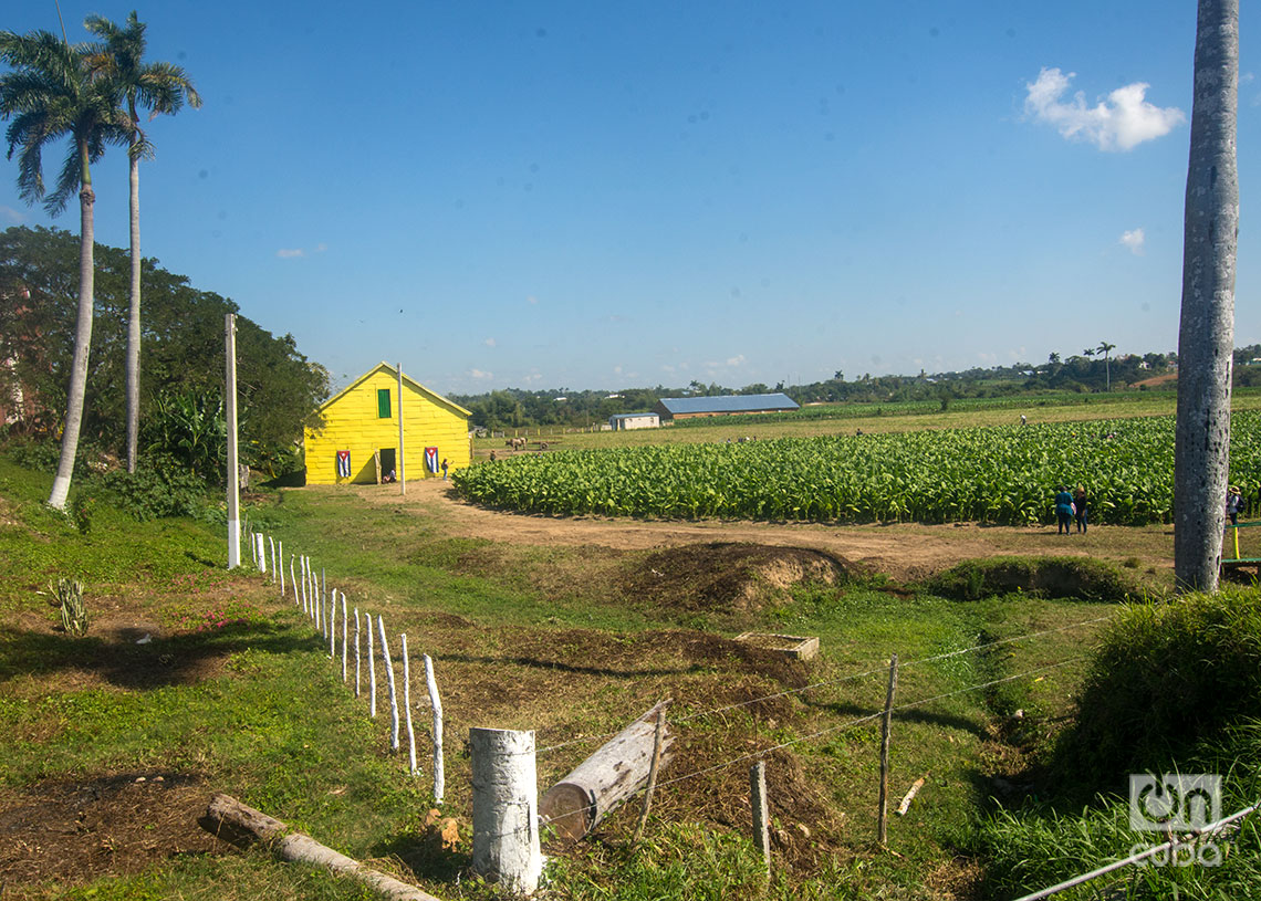 Vega de tabaco en el Hoyo de Monterrey, San Juan y Martínez, Pinar del Río. Foto: Otmaro Rodríguez.