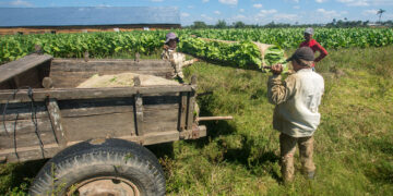 Traslado de las hojas del tabaco en parihuela, en el Hoyo de Monterrey, San Juan y Martínez, Pinar del Río. Foto: Otmaro Rodríguez.