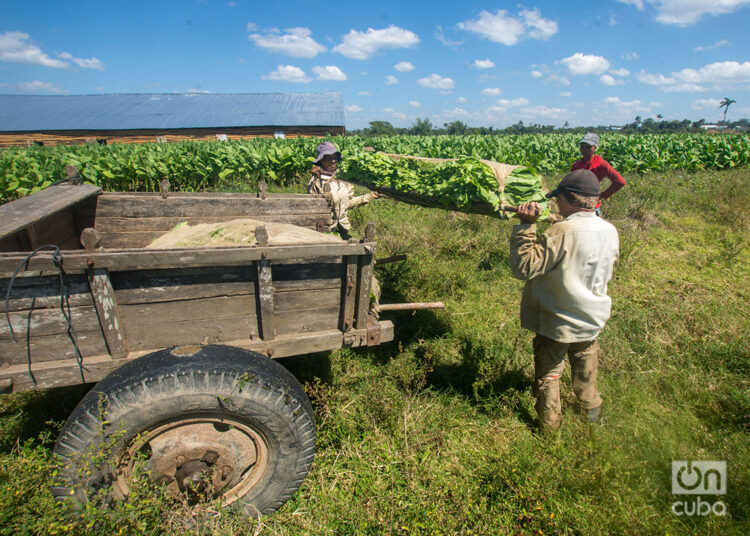 Traslado de las hojas del tabaco en parihuela, en el Hoyo de Monterrey, San Juan y Martínez, Pinar del Río. Foto: Otmaro Rodríguez.