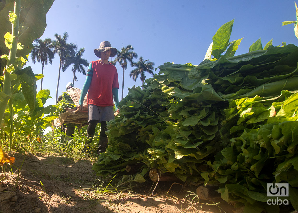 Traslado de las hojas del tabaco en parihuela, en el Hoyo de Monterrey, San Juan y Martínez, Pinar del Río. Foto: Otmaro Rodríguez.