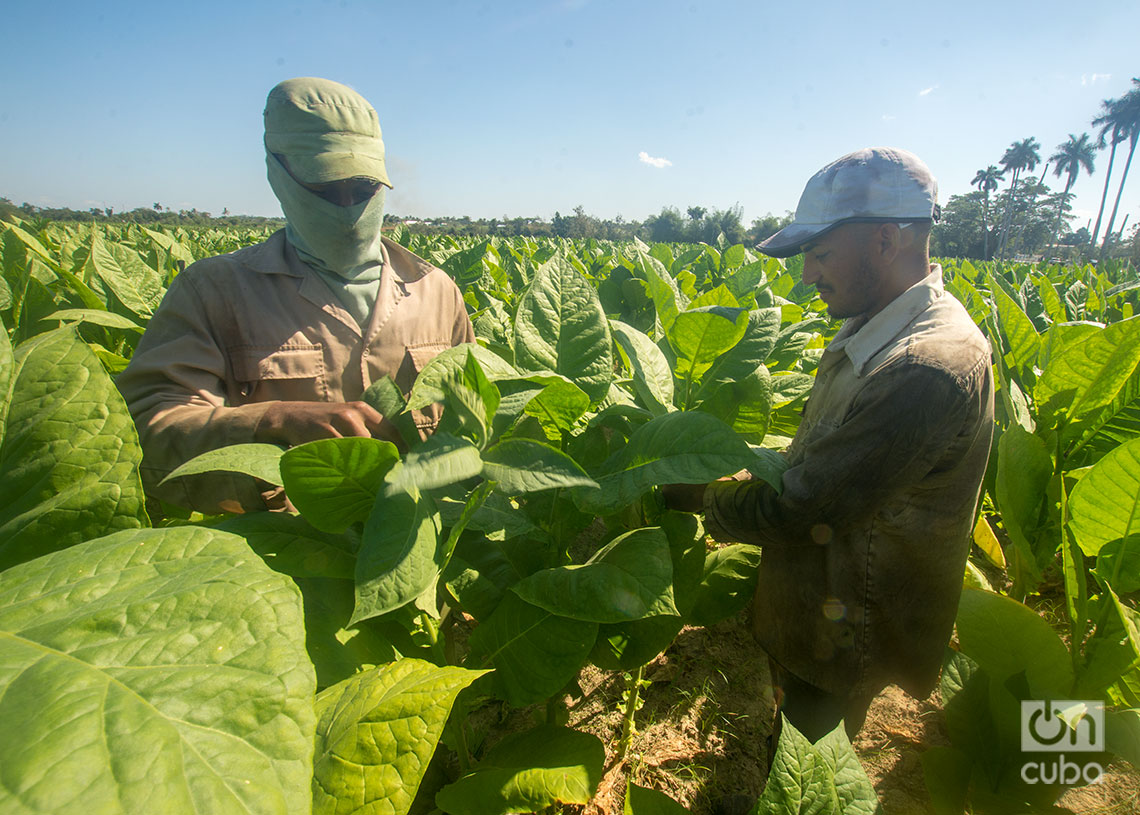 Deshije de la planta del tabaco, en el Hoyo de Monterrey, San Juan y Martínez, Pinar del Río. Foto: Otmaro Rodríguez.